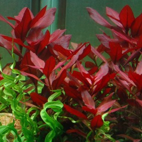 Ludwigia repens ‘Rubin’
