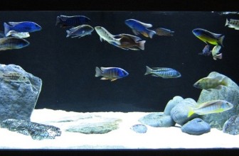 Malawi akvarijum