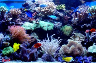 Šta je to morski akvarijum?