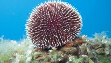 Zašto morski jež beži od zvezde?