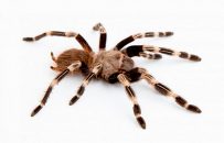 Brazilska nervoznica