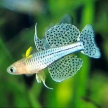 Pseudomugil gertrudae-gertrude