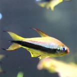 Nematobrycon palmeri-Kraljevska tetra