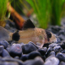 Corydoras panda