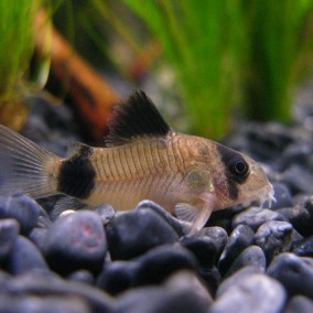Corydoras panda