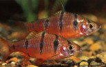 Puntius pentazona – barbus pentazona