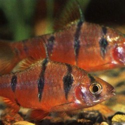 Puntius pentazona – barbus pentazona