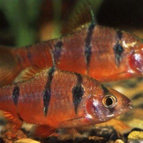 Puntius pentazona – barbus pentazona