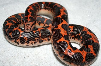Peščana Boa