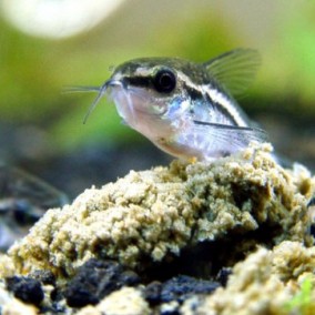 Corydoras pygmaeus-Pigmejac