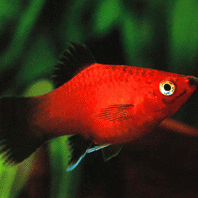 Xiphophorus maculatus – platika