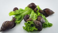 Nekoliko načina kako kontrolisati populaciju puževa