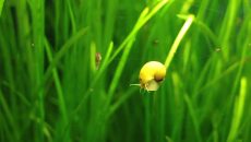 Napast ili ljubimci?