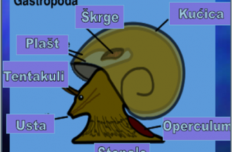 Puževi uopšteno