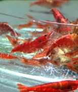 Neocaridina davidi var. Red – Red Cherry Shrimp – crvena kozica