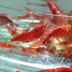 Neocaridina davidi var. Red – Red Cherry Shrimp – crvena kozica