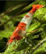 Neocaridina davidi var. Rili – rili kozica