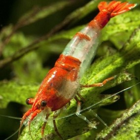 Neocaridina davidi var. Rili – rili kozica