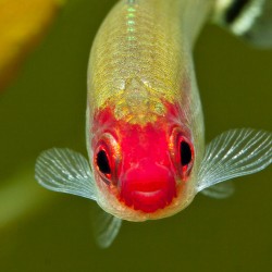 Hemigrammus rhodostomus – rodostomus
