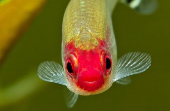 Crvenousna tetra