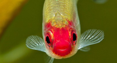 Crvenousna tetra