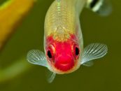Crvenousna tetra