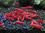 Sakura red shrimp – sakura red kozica
