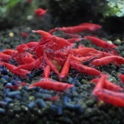 Sakura red shrimp – sakura red kozica