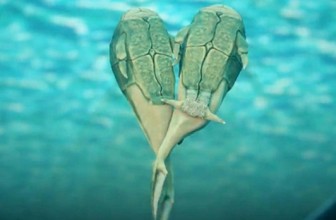 Ove ribice su izmislile seks pre 385 miliona godina