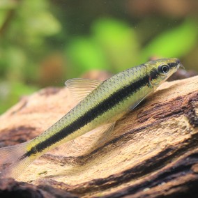 Crossocheilus siamensis-sijamac