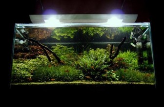 Akvaristika uopšteno