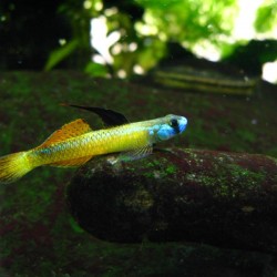 Stiphodon sp.-stifodon