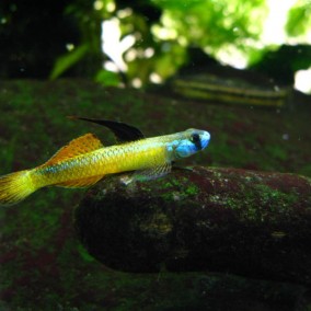 Stiphodon sp.-stifodon