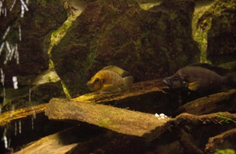 Altolamprologus Sumbu
