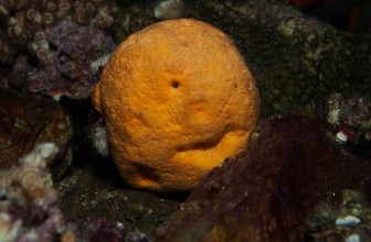 Sunđer Bob