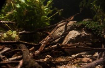 Srpski predstavnik na akvascaping takmičenju osvojio prvo mesto