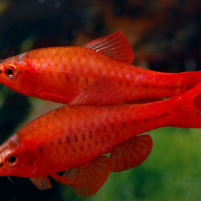 Puntius titteya – barbus titeja