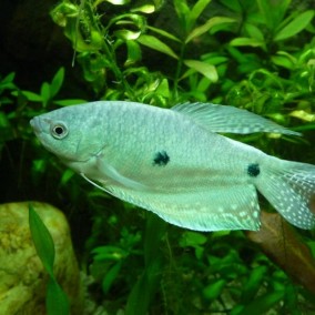 Trichogaster trichopterus – plava guramija