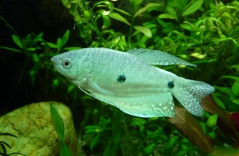 Mrest Trichogastera II deo