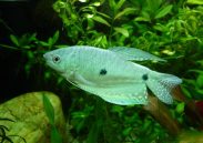 Mrest Trichogastera II deo