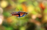 Trigonostigma Espei – Rasbora espei