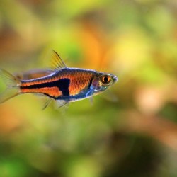 Trigonostigma Espei – Rasbora espei