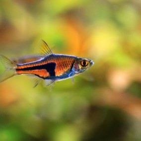 Trigonostigma Espei – Rasbora espei