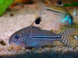 Corydoras trilineatus