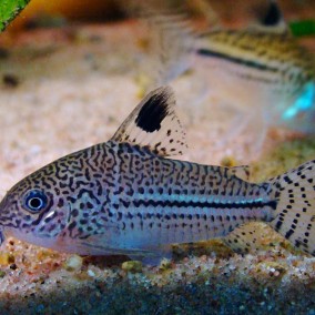 Corydoras trilineatus