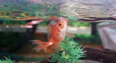 Trovanja i vrste trovanja ribica