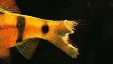 Bakterijska oboljenja