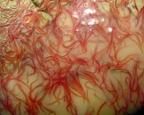 Ostale vrste žive hrane