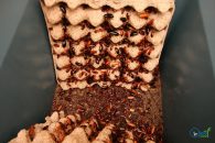 Blatta lateralis formiranje kolonije