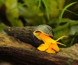 Tylomelania sp.yellow – sulavezi snail